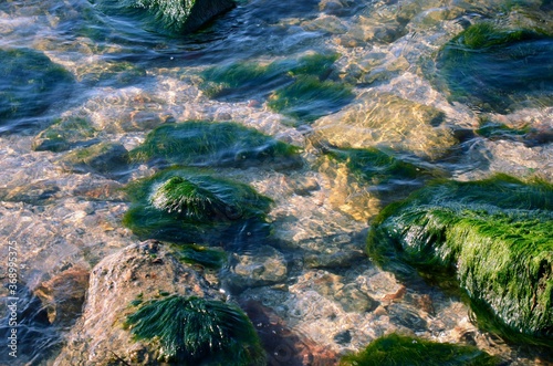 Shallow sea water with clear water  rocks and algae