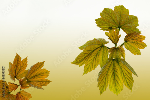 Rustic Autumn Leaves backround - 6