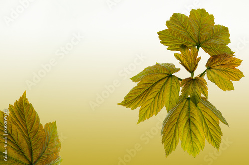 Rustic Autumn Leaves backround - 8