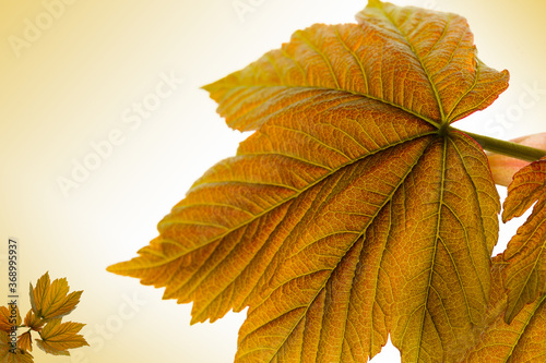 Rustic Autumn Leaves backround - 10