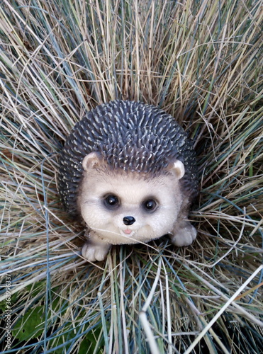 hedgehog in the garden