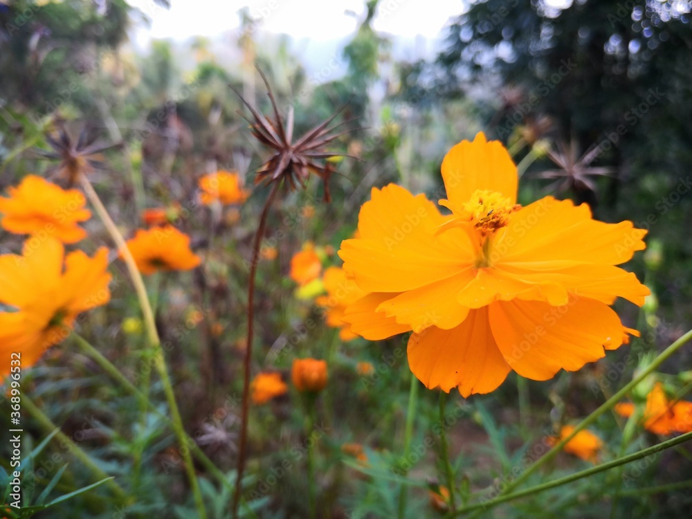 bee on a flower bee on a flower