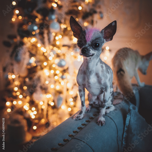 Peruvian hairless and chihuahua mix dog in festivaly decorated room with Christmass tree
