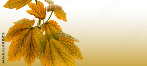 Rustic Autumn Leaves backround - 16