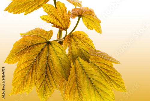 Rustic Autumn Leaves backround - 19