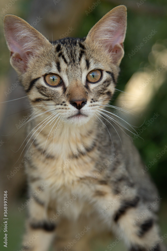 Young Male Tabby Cat Portrait