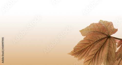 Rustic Autumn Leaves backround - 29