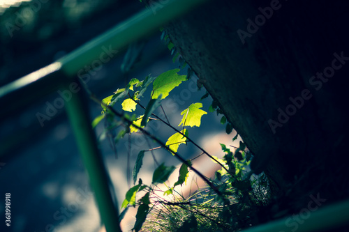 ひっそりと育つ