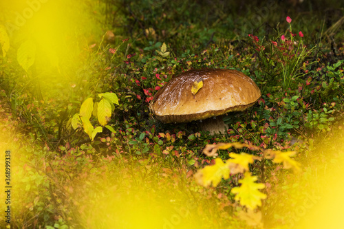 A large mature boletus mushroom in a boreal forest during a vibrant autumn foliage in Estonia, Northern Europe.  photo