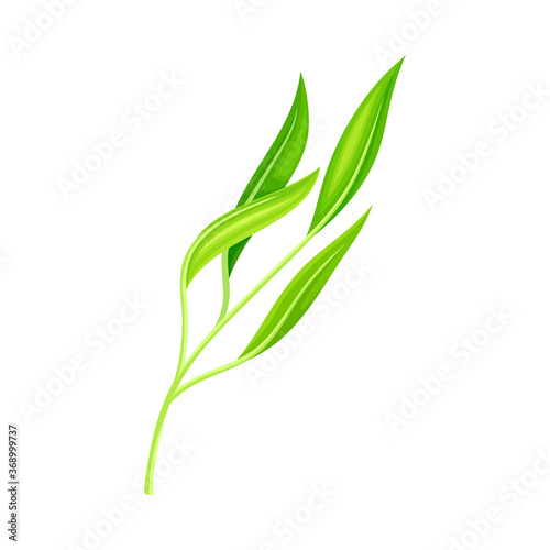 Bright Fibrous Leaf with Stem and Veins Vector Illustration