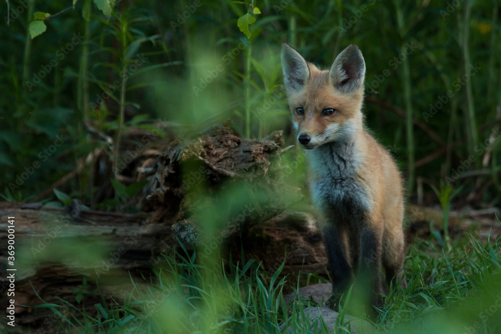 A small and cute Red fox, Vulpes vulpes cub during spring in Estonia, Northern Europe. A small and cute Red fox, Vulpes vulpes cub during spring in Estonia, Northern Europe.