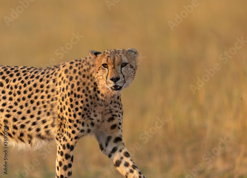 Cheetah closeup looking at camera, Acinonyx jubatus, Maasai Mara National Reserve, Kenya, Africa