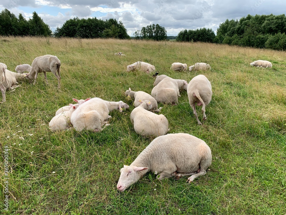 Obraz premium Sleeping sheep herd in the pasture with meadows.