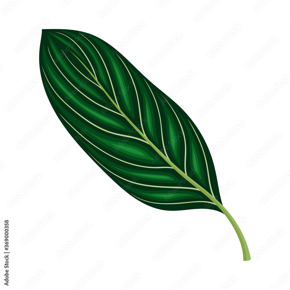 Obraz premium Green Leaf and Foliage with Stem and Veins or Fibers Vector Illustration