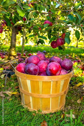 A bushel basket in an apple orchard in autumn full of fresh picked organic Ida Red apples in early fall of late September in Michigan, USA.