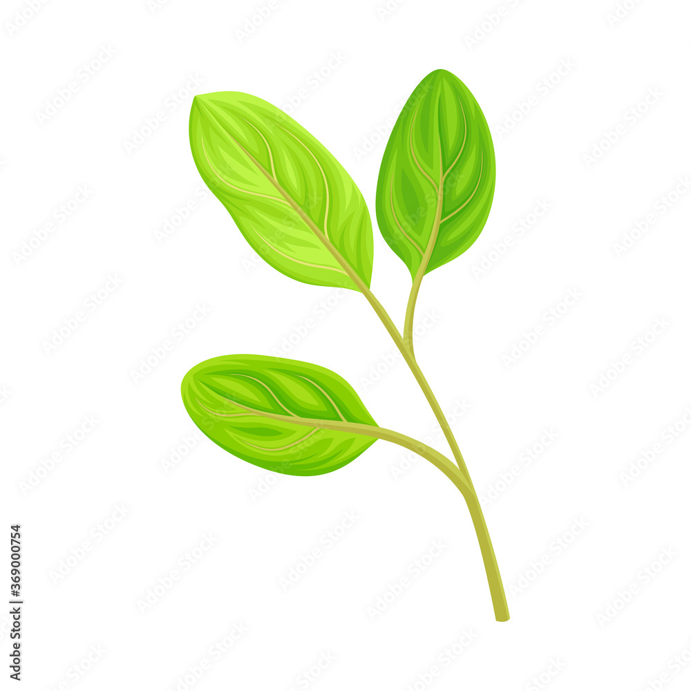 Green Leaf and Foliage with Stem and Veins or Fibers Vector Illustration Green Leaf and Foliage with Stem and Veins or Fibers Vector Illustration