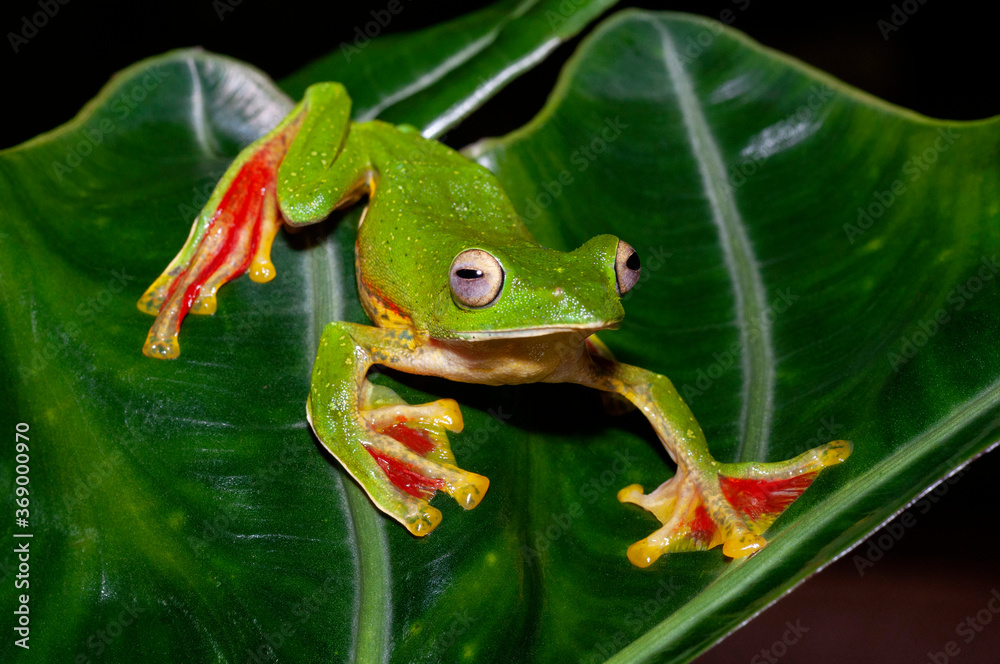 Obraz premium Malabar Gliding frog on leaf, Rhacophorus malabaricus, Amboli, India