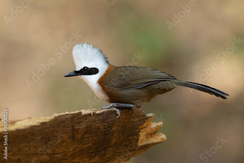 White crested Laughingthrush closeup, Garrulax leucolophus, Sattal, India photo