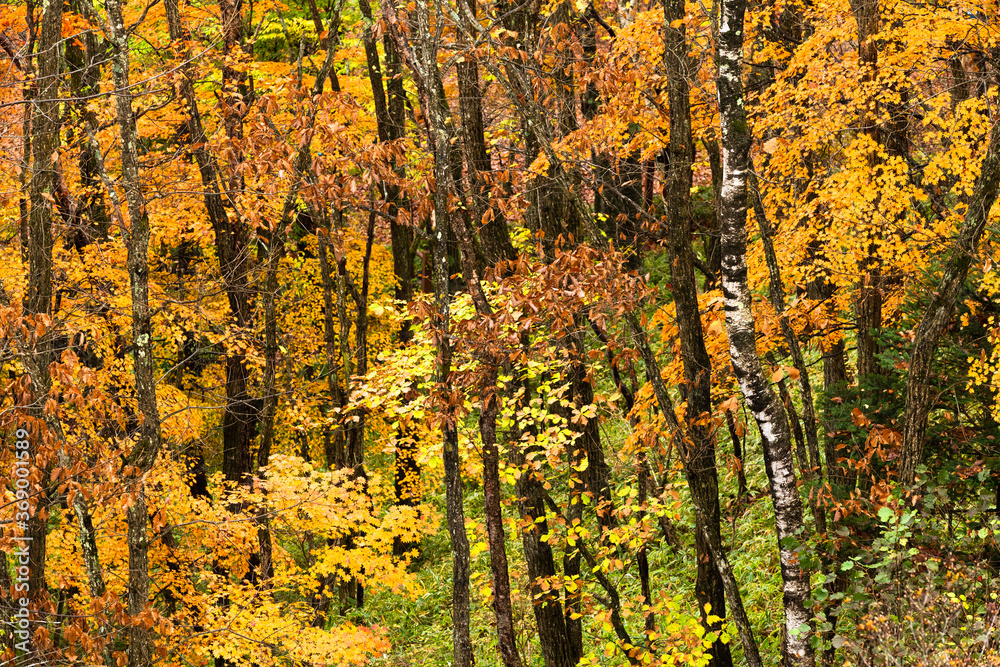 Fototapeta premium 長野と山梨に跨がる八ヶ岳、秋の風景・日本