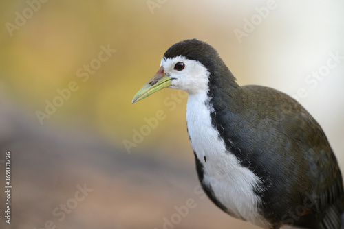 White-breasted Waterhen, Amaurornis phoenicurus, Bharatpur,Rajasthan, India © RealityImages