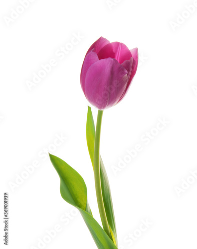 purple tulip flower isolated on white © azure