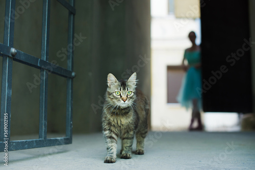 Gray striped cat with yellow eyes walking and young beautiful woman wearing blue dress standing behind. Cat watching  outdoor. Domestic animal and young kittens. Concept of protection of stray animals