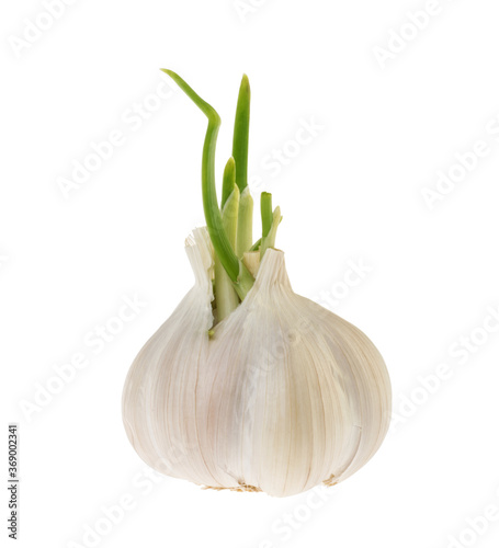 Garlic isolated on white background without shadow