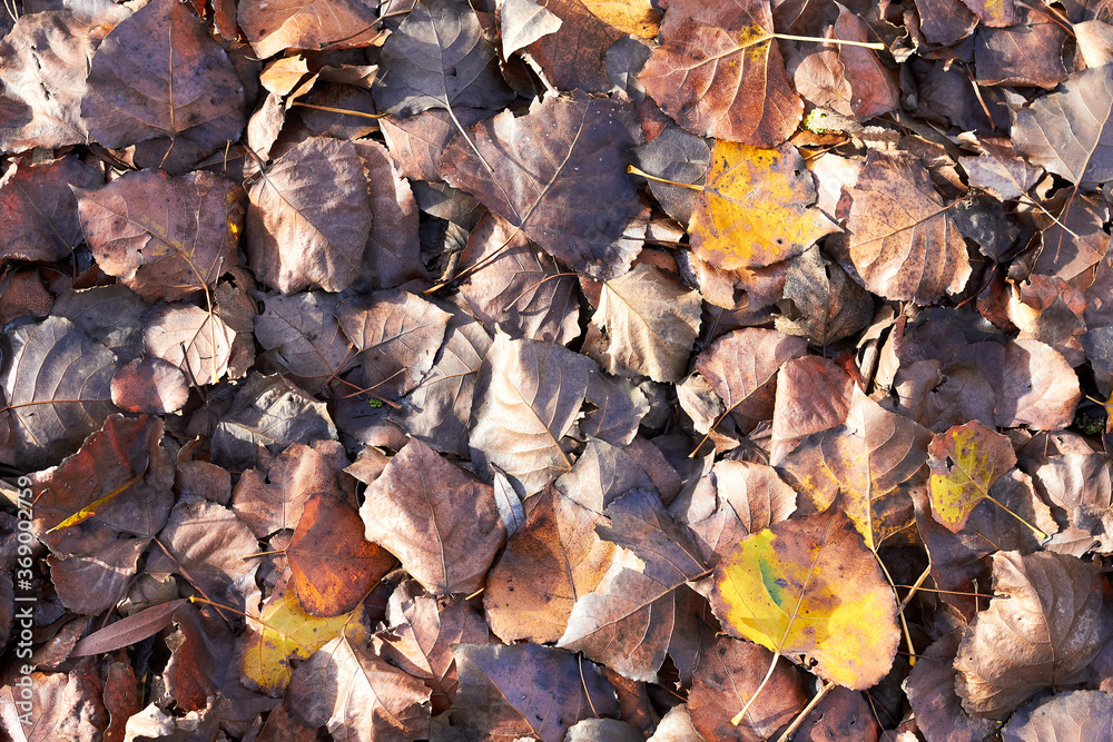 Textural background from fallen leaves of a poplar. An autumn carpet from foliage. the turned yellow autumn dry leaves of a poplar