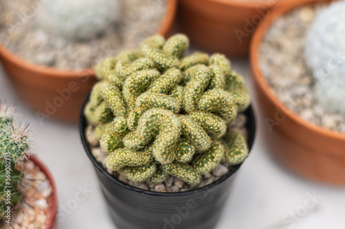 Brain Cactus (Mammillaria Elongata Cristata) in a small black pot in cactus farm.