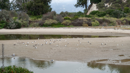 Obraz na plátne Rocks and shrubs divide the slough from the Pacific Ocean in this shallow waterw