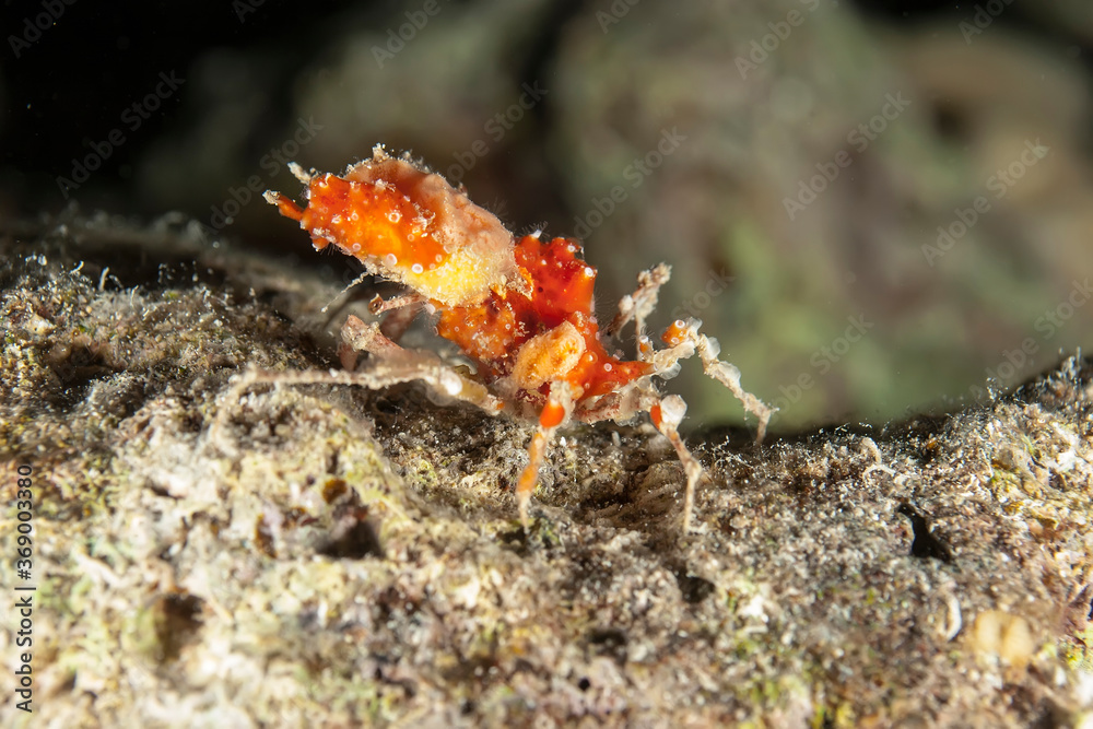 Underwater macro photography of marine animals. Vegetation, creatures under water. Marine life under water in ocean. Observation animal world. Scuba diving adventure in Red sea, coast Africa