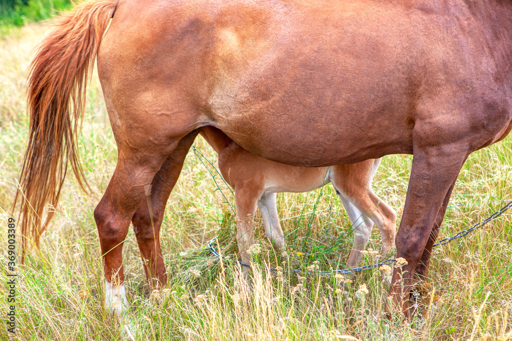 Part view of horse mare and foal . Domestic animals mother and child Part view of horse mare and foal . Domestic animals mother and child