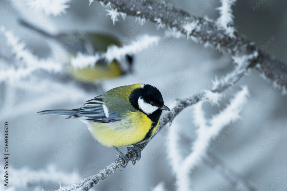 Obraz premium Great tit, Parus major on a frosty and cold morning in wintery boreal forest of Estonia, Northern Europe