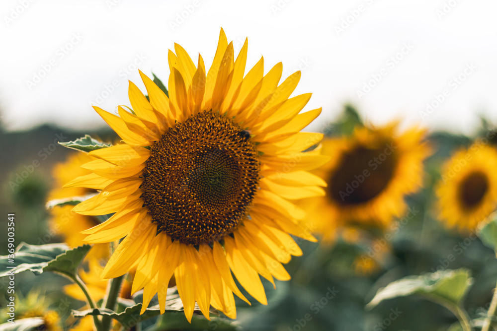 sunflower in the field closeup sunflower in the field closeup