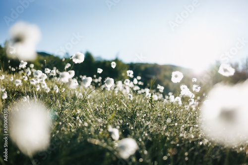 Cotton grass in the Norwegian mountains. photo