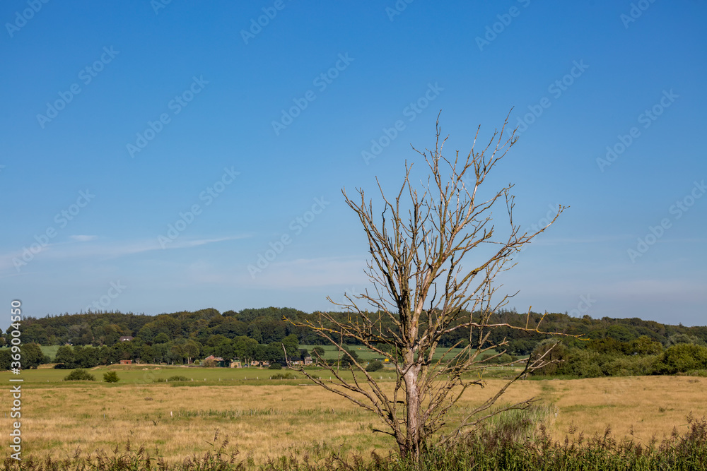 Ein verdorrter Baum auf einer Wiese Ein verdorrter Baum auf einer Wiese