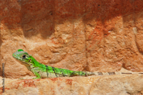 Green lizard in Uxmal mexican ruins, Yucatan, Mexico