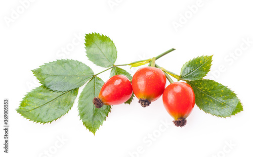 Rosehip isolate on a white background. Branch with berries and leaves.