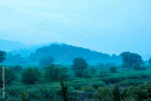  Fantastic landscape of foggy and misty with fresh green field and tree.