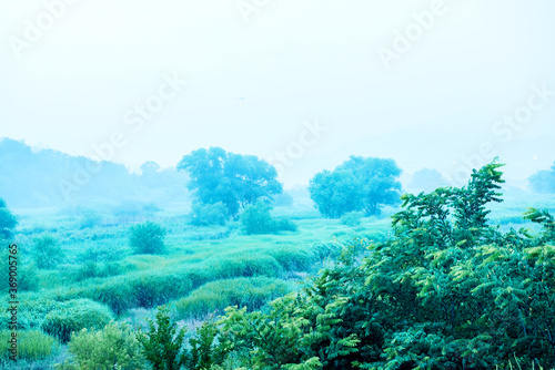 Fototapeta Naklejka Na Ścianę i Meble -   Fantastic landscape of foggy and misty with fresh green field and tree.
