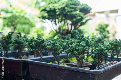Sekka Hinoki bonsai a small tree that has been shrunk down and looks like a tiny forest.