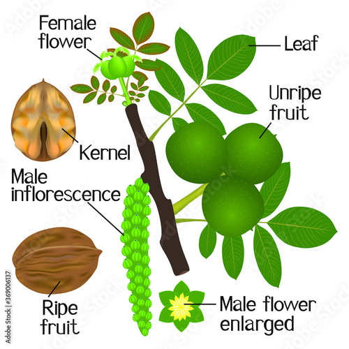 The illustration shows part of the walnut plants on a white background.