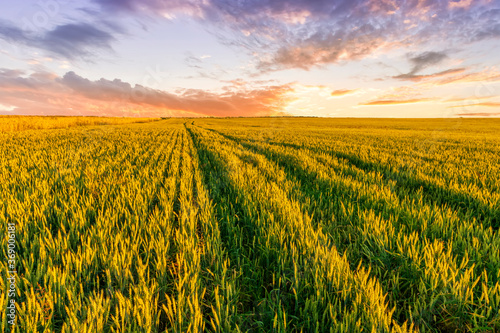 Scenic view at beautiful summer sunset in a wheaten shiny field with golden wheat and sun rays  deep blue cloudy sky and road  rows leading far away  valley landscape