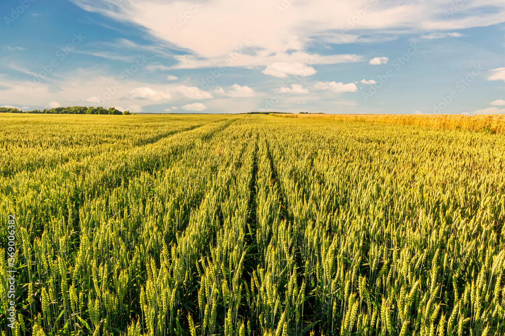 Scenic view at beautiful summer sunset in a wheaten shiny field with golden wheat and sun rays, deep blue cloudy sky and road, rows leading far away, valley landscape Scenic view at beautiful summer sunset in a wheaten shiny field with golden wheat and sun rays, deep blue cloudy sky and road, rows leading far away, valley landscape