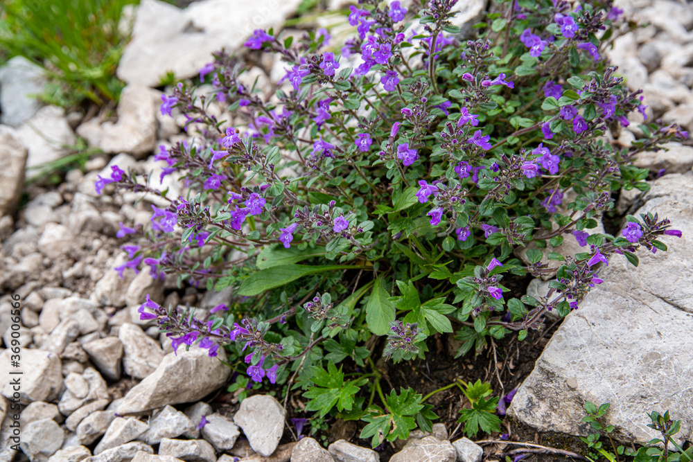 Fototapeta premium Alpenblumen Berge Wandern Natur Pflanzen Foto 2020 Österreich