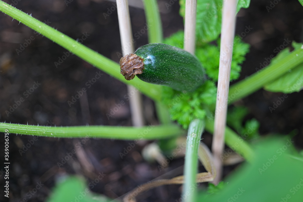 Fototapeta premium Zuccini Zucchini Kürbisgewächs Garten Frucht Kräutergarten Hochbeet grün Knolle 