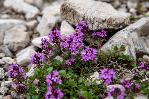 Alpenblumen Berge Wandern Natur Pflanzen Foto 2020 Österreich