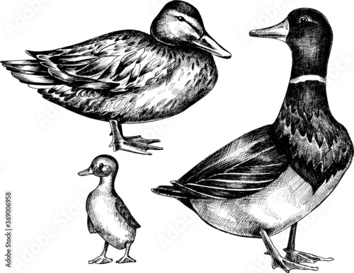 Vector monochrome  hand drawn set of wild duck.
