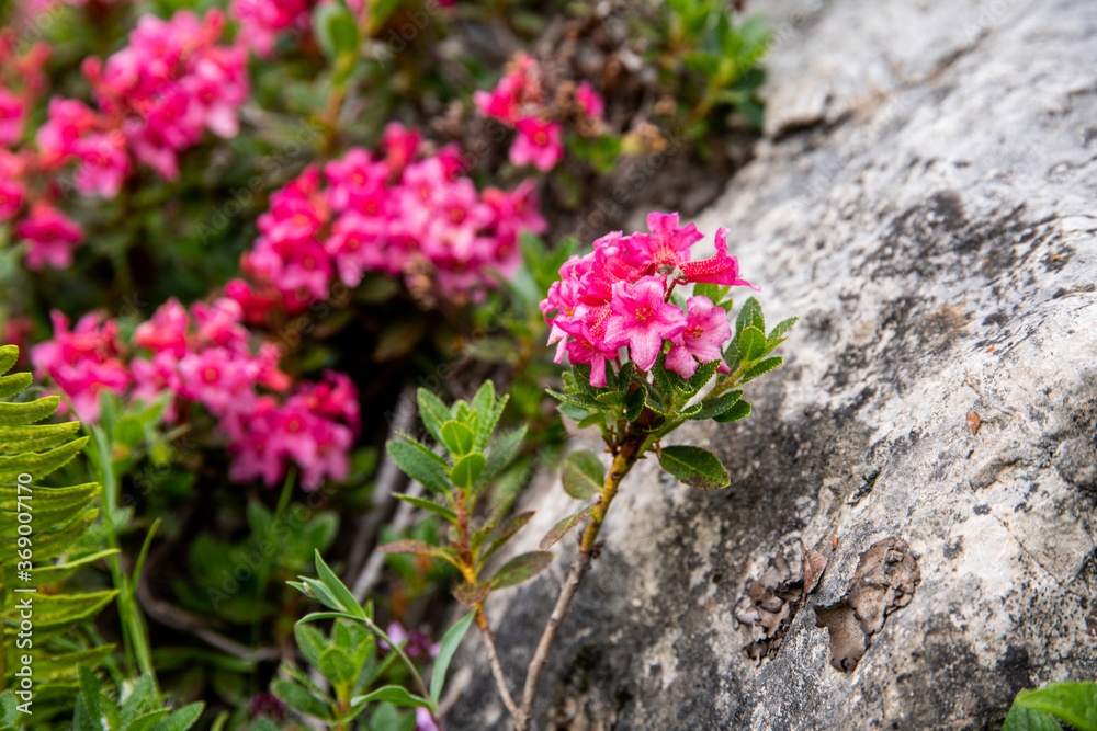 Alpenblumen Berge Wandern Natur Pflanzen Foto 2020 Österreich Alpenblumen Berge Wandern Natur Pflanzen Foto 2020 Österreich