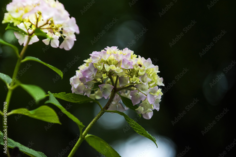 Beautiful red and pink color Hydrangea macrophylla flowers in the garden at early summer. Beautiful red and pink color Hydrangea macrophylla flowers in the garden at early summer.